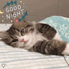 a cat laying on top of a bed under a blanket with the words good night written above it