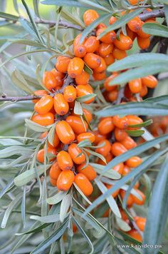 orange berries growing on an olive tree branch