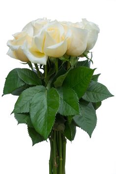 Creme de la Creme has one of the most exquisite, yet sober looks. This is a cream rose with a yellowish inner center. Cream roses are often used for weddings. Creme Wedding, Flower Explosion, 12 Roses, Top Farm, Long Vase, Roses Flower, Rosé Details, Flower Care, Flower Food