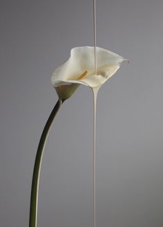 a white flower is hanging upside down in the air