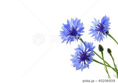 three blue flowers on a white background