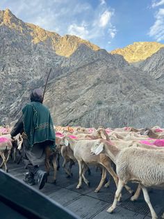 a man is herding some sheep down the road with mountains in the back ground