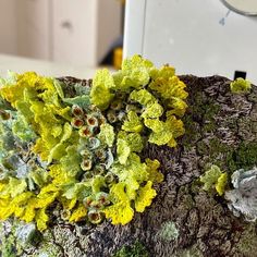 yellow and green flowers are growing on the bark of an old tree stump in front of a mirror