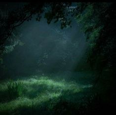 the light shines through the trees in the dark forest with green grass and weeds