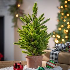 a small christmas tree in a pot next to presents