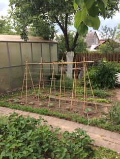 the garden is full of vegetables and plants