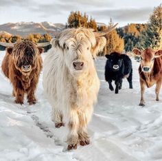 three cows are walking in the snow with long horns on their heads and one is looking at the camera