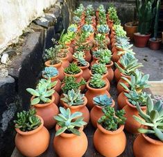 many potted plants are lined up on a wooden table in front of a building