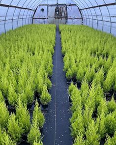 November is nearing its’ close and we’re showing off some of our winter favorites for our Plants of the Week: two of our foliage standouts and a berry! Even though the weather is turning cold and rainy, we still have plenty to offer this time of year ❄️ Cupressus ‘Wilma Goldcrest’, Leucothoe fontanesiana ‘Rainbow’, and Vaccinium vitis-idaea ‘Red Candy’ Leucothoe Fontanesiana, Red Candy, Turning, Berry, Rainbow, Candy, Red