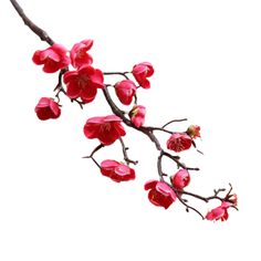 a branch with red flowers on it against a white background