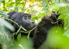 a close up of a monkey in the trees