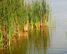 the duck is swimming in the water by the tall grass and reeds on the bank