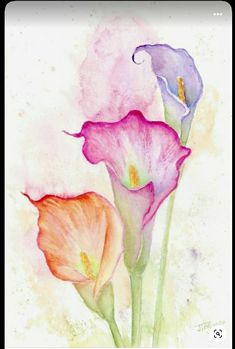 three pink and purple flowers are in watercolor on paper, with the background painted white