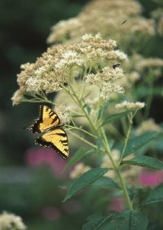 a yellow and black butterfly on some white flowers