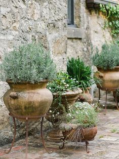 several pots with plants in them sitting on a brick walkway next to a stone building