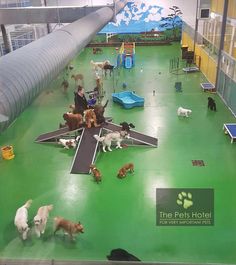 there are many dogs on the green floor in this large indoor play area with people and their dog toys