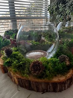 a glass bowl filled with water and plants on top of a tree stump in front of a window