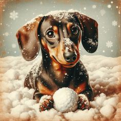 a dachshund sitting in the snow with a ball