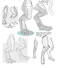 an animal's legs and feet are shown in this drawing lesson, which shows how to