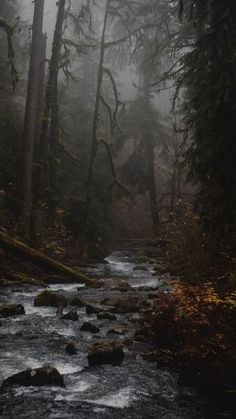 a stream running through a forest filled with trees