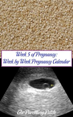 the week 5 of pregnant week by week pregnancy calendar