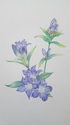 a drawing of blue flowers on a white background