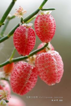 some pink flowers with water droplets on them