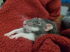 a rat sitting on top of a red blanket