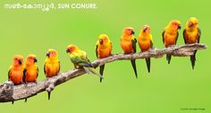 a group of colorful birds sitting on top of a tree branch next to each other