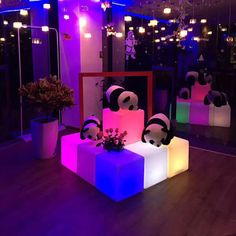 some panda bears are sitting on cubes in the middle of a room with lights