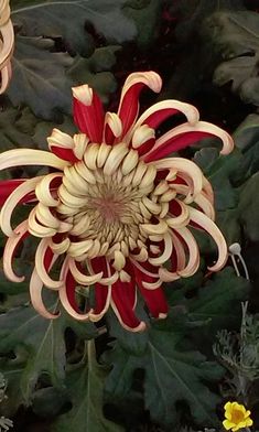 a red and white flower surrounded by green leaves