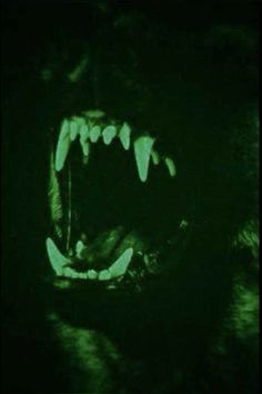 an animal with its mouth open and glowing green in the dark, it's teeth are showing