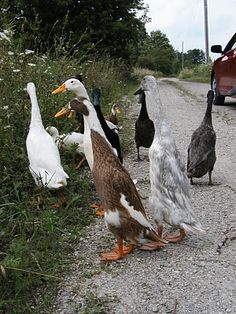 several ducks are walking on the side of the road near a red car and some bushes