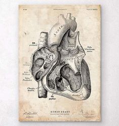 an old drawing of the human heart