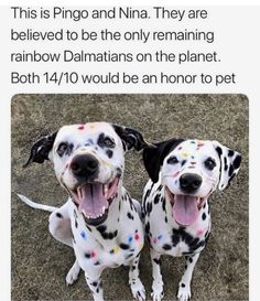 two dalmatian dogs sitting next to each other with their mouths open and the caption says, this is pingo and ninja they are belevled to be the only remaining rainbow