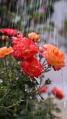 red and orange flowers are in the rain