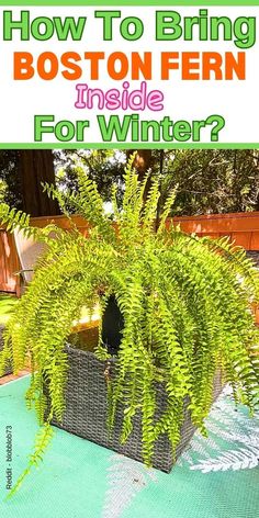 Bringing Boston Fern Inside, Winterizing Boston Fern, Indoor Care for 
Boston Fern, Boston Fern Winter Care, Boston Fern Indoor Tips How To Grow A Boston Fern
- Boston Fern Winter Care
- Boston Fern Care
- Boston Fern Care Guide
- Boston Fern Care Indoor
- Boston Fern Care Outdoor
- Boston Fern Growth
- Caring For Boston Ferns Outdoors
- How To Care For A Boston Fern
- Boston Fern Outdoor Temperature
- Boston Fern Over Winter Bringing Ferns Inside For Winter, Winter Plants, Growing Plants Indoors, Best Practices