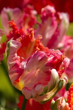 pink and red flowers with green leaves in the background