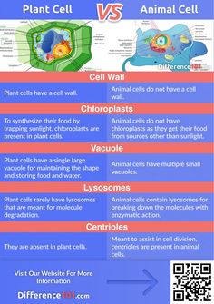 an animal cell diagram with the words plant cell vs animal cell