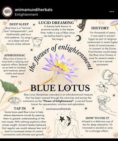 Blue Lotus Witchcraft, Blue Lotus Flower Magical Properties, Blue Lotus Benefits, Blue Lotus Magical Properties, Blue Lotus Flower Benefits, Egyptian Blue Lotus, Nymphaea Caerulea, Bringer Of Light, Egyptian Lotus