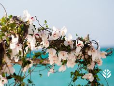 some white flowers are growing on a branch