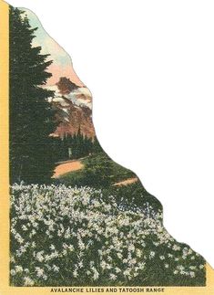 an old postcard shows a mountain with flowers in the foreground and trees on the far side