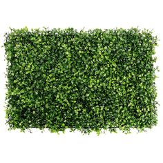 a green hedge is shown against a white background