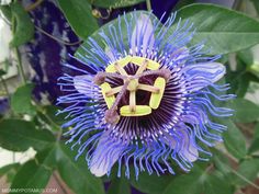 a purple flower with yellow stamens in the center and green leaves around it