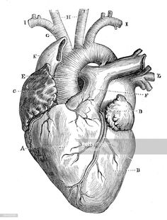 an old diagram of the human heart