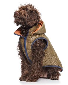 a brown dog wearing a jacket and sitting down