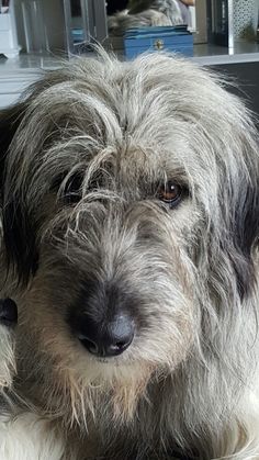 a dog sitting on the floor in front of a mirror