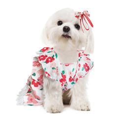 a small white dog wearing a floral dress