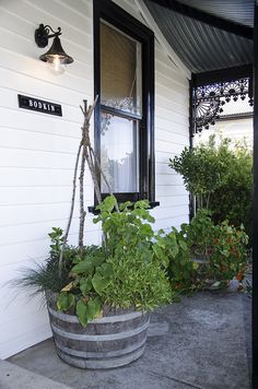 a potted plant sitting on the side of a house