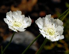 two white flowers sitting next to each other